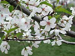 RJW2dcCherryFest.jpg Flora white Flora - Flower Blossoms green washington dc