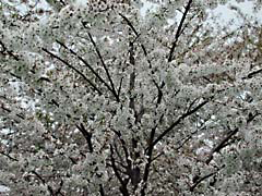RJWdcCherryFest.jpg Flora white Flora - Flower Blossoms washington dc