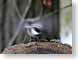 AAshakinFeathers.jpg Fauna birds avian animals motion blur photography