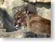 ABmtnLion.jpg Fauna felines cats animals photography zoo