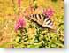 ACbutterflyFeast.jpg Fauna Flora insects bugs Flora - Flower Blossoms summertime butterfly moths butterflies insects