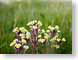 AFfunnyPlant.jpg Flora - Flower Blossoms yellow grass closeup close up macro zoom photography greece greek