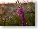 AFpurpleFlower.jpg Flora - Flower Blossoms purple lavendar lavender photography