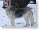 AJMindia.jpg Fauna pets animals snow white canine dogs animals photography