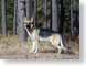 AJMstandingTall.jpg Fauna pets animals trees forest woods woodlands canine dogs animals photography