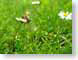AKbusyBee.jpg Fauna Flora insects bugs grass green