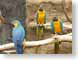 AMFparrots.jpg Fauna birds avian animals photography zoo