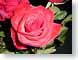 AMbyAnyOtherName.jpg Flora - Flower Blossoms green closeup close up macro zoom red rose photography