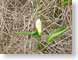 ANcallaLily.jpg Flora - Flower Blossoms closeup close up macro zoom photography