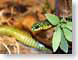 AYgreenSnake.jpg Fauna leaves leafs snakes animals green brown