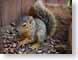 BH03squirrel.jpg Fauna mammals animals closeup close up macro zoom photography