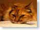 BOCcamara.jpg Fauna face felines cats animals closeup close up macro zoom red photography