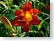 CAAeveningFlower.jpg Flora - Flower Blossoms green closeup close up macro zoom red orange photography