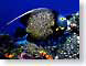 CAcozumelFish.jpg Fauna fish sealife animals blue scuba diving Under Water