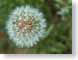 CBdandelion.jpg white Flora - Flower Blossoms green closeup close up macro zoom photography