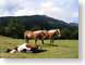 CDEsleepingHorse.jpg Fauna horses equine mammals animals photography