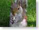CGsquirrel.jpg Fauna mammals animals grass green squirrel photography