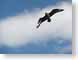 CLbonxie.jpg Fauna Sky birds avian animals clouds photography
