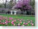 CNmontevallo.jpg Flora - Flower Blossoms buildings trees forest woods woodlands grass house Landscapes - Urban tulips