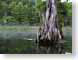 CTcypress.jpg Flora Landscapes - Water river creek stream water lakes ponds water loch tree bark photography