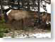 CWelk.jpg Fauna mammals animals snow white winter photography wyoming