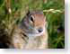 CYprairieDog.jpg Fauna mammals animals closeup close up macro zoom photography
