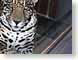 DBRdontTapGlass.jpg Fauna mammals animals jaguar mac os x 10.2