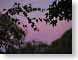 DDafternoonLight.jpg Flora leaves leafs purple lavendar lavender silhouettes photography