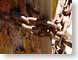 DDchainedGate.jpg Still Life Photos closeup close up macro zoom rusty photography