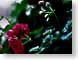 DMjuneGarden.jpg Flora key lime green keylime strawberry pink Flora - Flower Blossoms leaves leafs