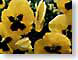 DMlusciousYellow.jpg Flora key lime green keylime Flora - Flower Blossoms leaves leafs yellow gardens