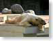 DSpolarBear.jpg Fauna bears mammals animals photography zoo
