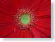 ECblossom.jpg Flora Flora - Flower Blossoms closeup close up macro zoom red photography