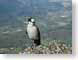 EDBcampRobber.jpg Fauna birds avian animals grey gray graphite mountains