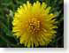 EEgoldAdversary.jpg Flora - Flower Blossoms yellow green closeup close up macro zoom photography