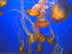 EHNettles.jpg Fauna water jellyfish jelly fish monterrey bay monterey bay blue Under Water
