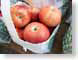 ENUbagOfApples.jpg Still Life Photos closeup close up macro zoom red fruit photography