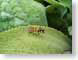 ENUcleaningWasp.jpg Fauna Flora insects bugs leaves leafs green fuzzy
