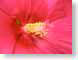 ENUhibiscus.jpg Flora - Flower Blossoms closeup close up macro zoom red photography