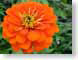 ENUorangeExplosn.jpg Flora - Flower Blossoms closeup close up macro zoom photography