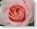 ENUpinkRose.jpg Flora - Flower Blossoms closeup close up macro zoom photography