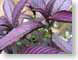 ENUpurple.jpg Flora leaves leafs photography