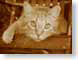 ENUsepiaCat.jpg Fauna face felines cats animals closeup close up macro zoom monochromatic sepia tones sepiatones photography