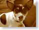 ENUsepiaDog.jpg Fauna canine dogs animals monochromatic sepia tones sepiatones photography