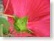 ENUumbrella.jpg Flora - Flower Blossoms closeup close up macro zoom red photography