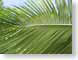 ENUunderPalm.jpg Flora leaves leafs green closeup close up macro zoom photography