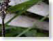 FBdragonflyWing.jpg Fauna insects bugs closeup close up macro zoom photography