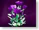 FJS01lisianthus.jpg Flora - Flower Blossoms purple lavendar lavender green closeup close up macro zoom photography