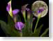 FJS02callaMoon.jpg Sky Flora - Flower Blossoms purple lavendar lavender photography