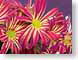 FJS02chrysanth.jpg Flora - Flower Blossoms closeup close up macro zoom pink photography